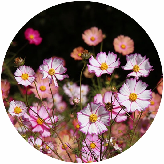 四季の花と実