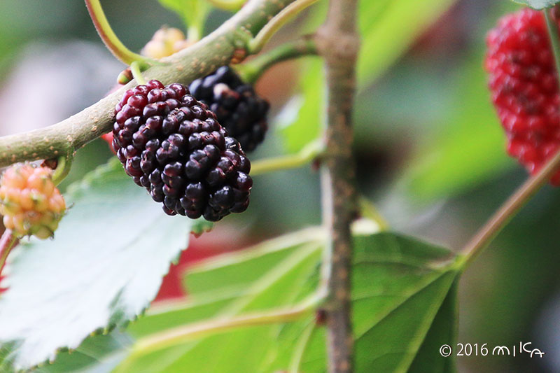 黒く熟したクワの実（Mulberry）