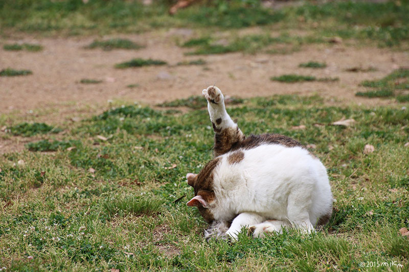 ねこ 足をあげる