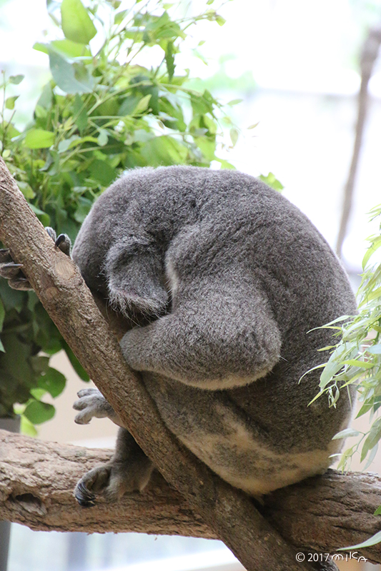 まるまってねむっているコアラ①（神戸市立王子動物園）