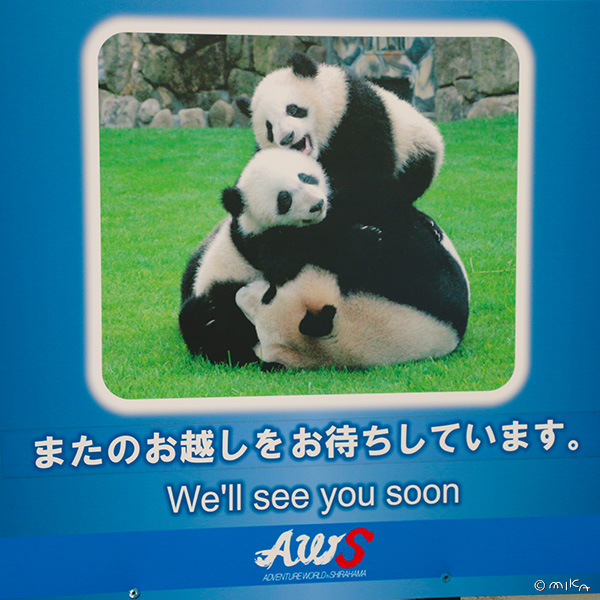 パンダの親子がじゃれあっているところ（白浜アドベンチャーワールド）