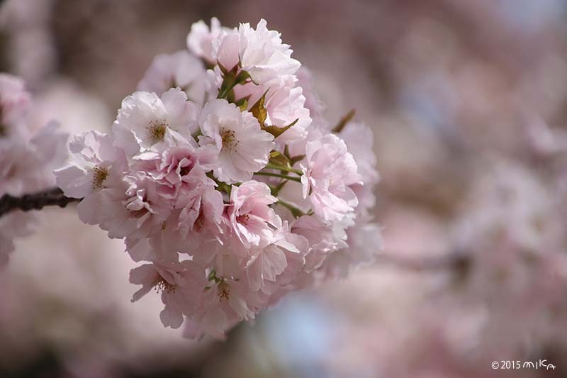 夕暮（ゆうぐれ）平成７年の「今年の花」／造幣局桜の通り抜け