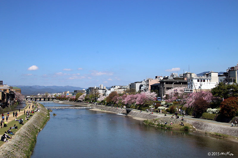 桜満開（京都にて）