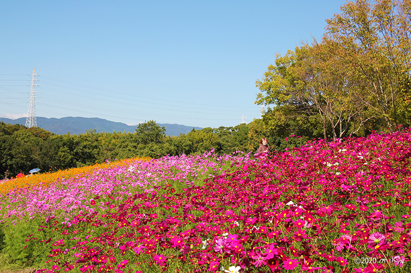 コスモスの丘（万博記念公園）