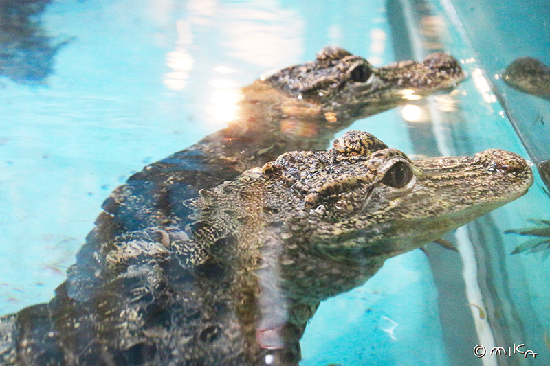 ヨウスコウワニ上から（神戸市立王子動物園）