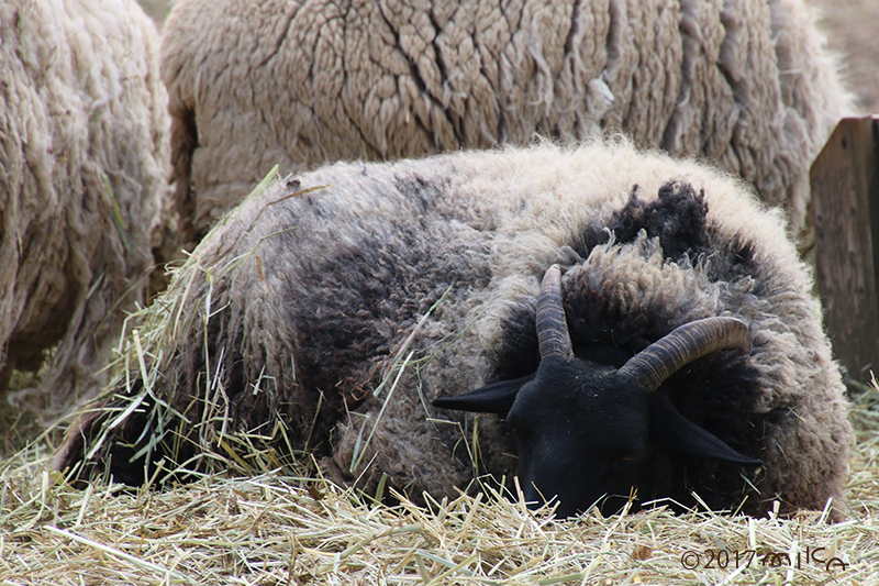 ブラックウェルシュマウンテン（黒い羊）六甲山牧場