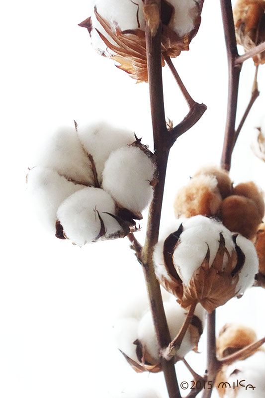 冬の花 Winter Flowers 工房momo