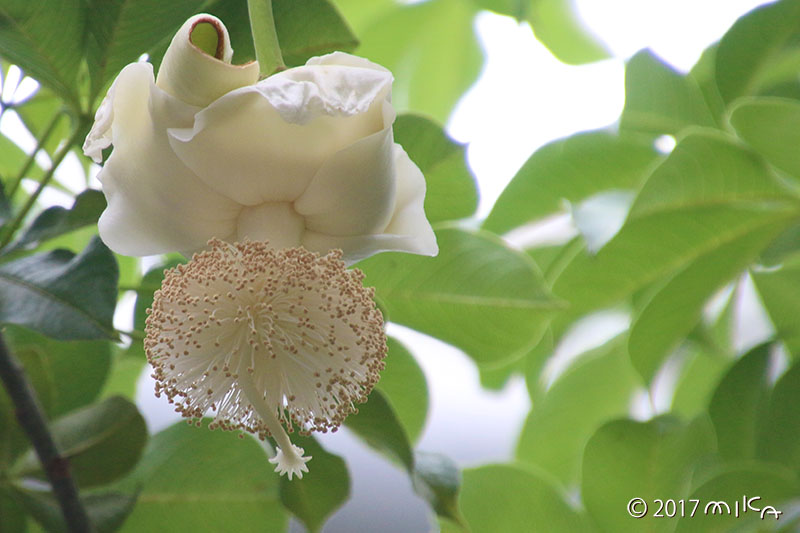 バオバブの花②