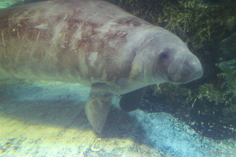 マナティー（Manatee）