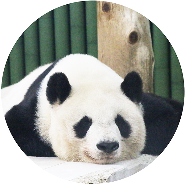 生き物図鑑
