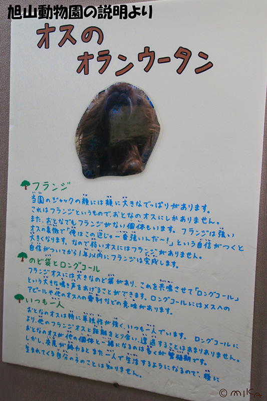 旭山動物園のオスのオランウータンの説明