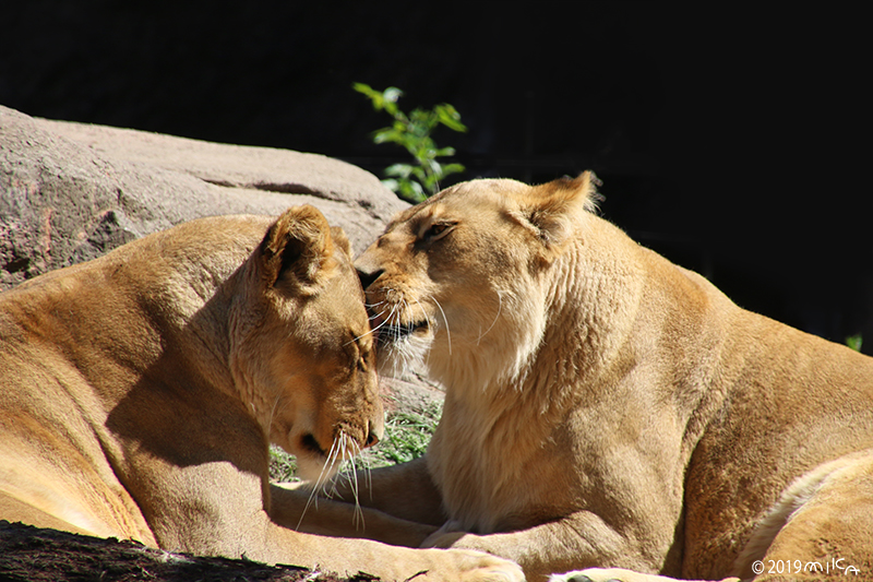 毛づくろいするライオン（天王寺動物園）③