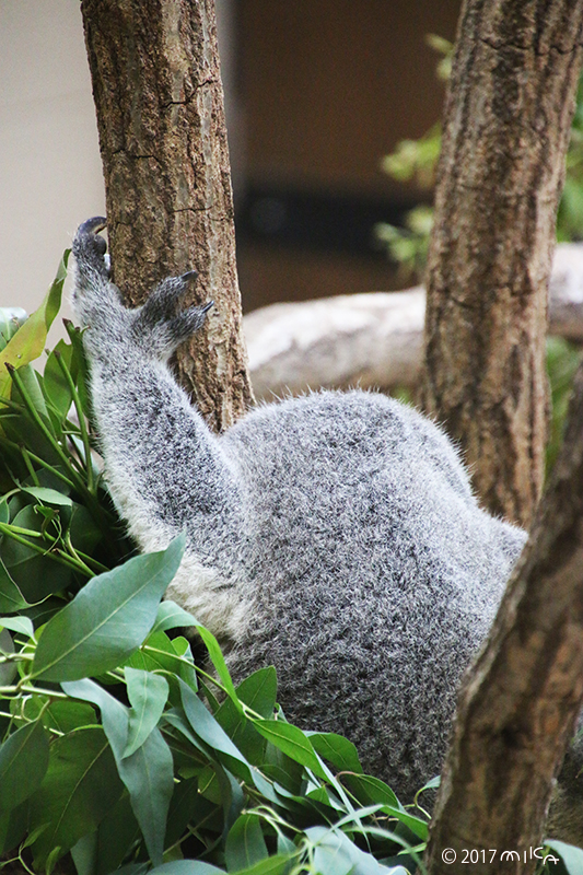 コアラはするどいツメで木から落ちない（神戸市立王子動物園）