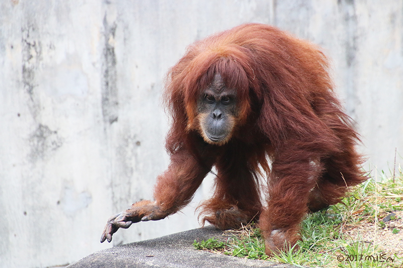 東山動物園のスマトラオランウータンのアキちゃん