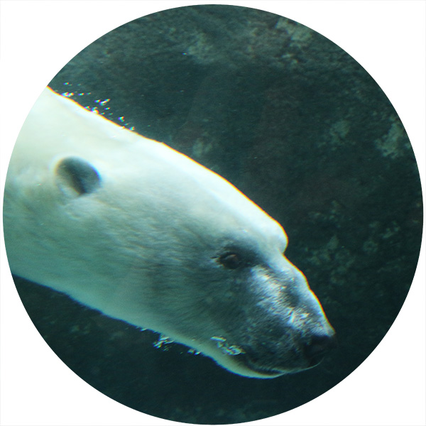 動物