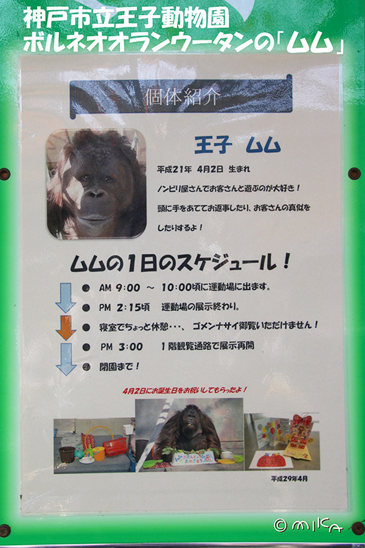 神戸市立王子動物園のボルネオオラウータンのムムの紹介