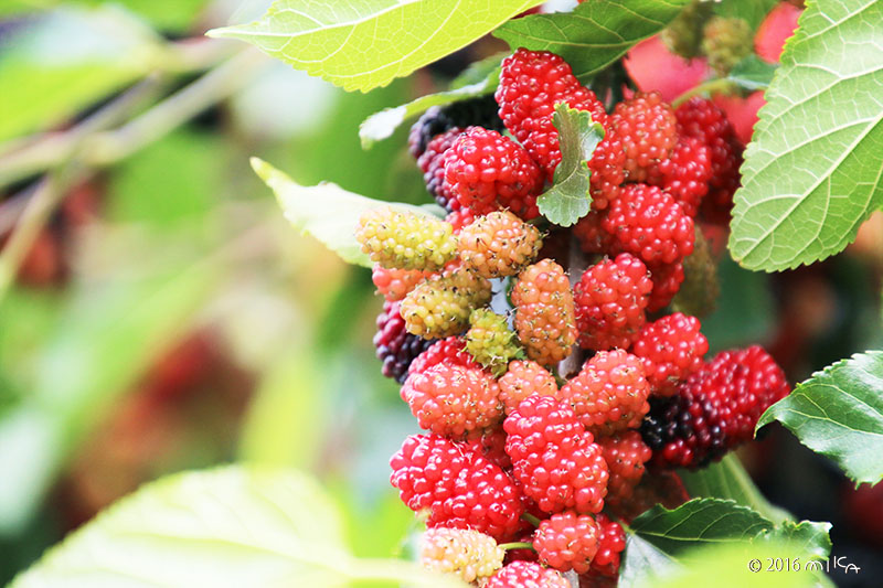 クワの実（Mulberry）赤く色づく