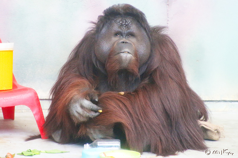 オランウータン「ムム」のお食事タイム⑤（神戸市立王子動物園）