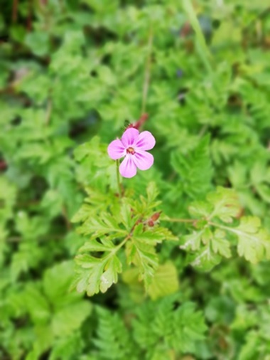 Accueil - Jardin des Carmes - Fleuriste Langon