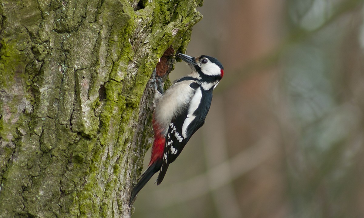 Dzięcioł duży (Dendrocopos major) Great Spotted Woodpecker. Poland
