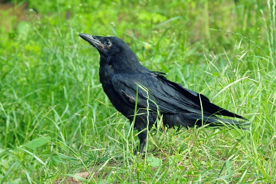 Gawron - Corvus frugilegus. Osobnik młodociany