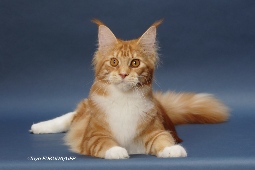 メインクーン - 猫のブリーダー CA LONGLIFE CAT CA HAPPY CAT