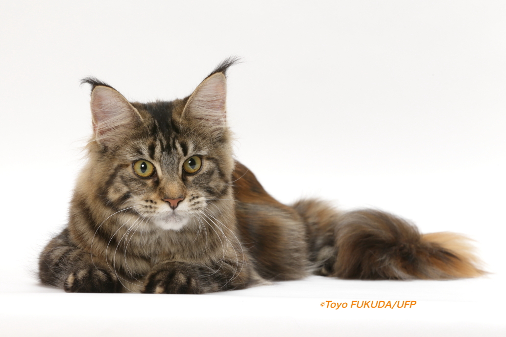 メインクーン - 猫のブリーダー CA LONGLIFE CAT CA HAPPY CAT