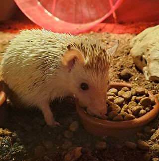 Millie de afrikaanse witbuikegel