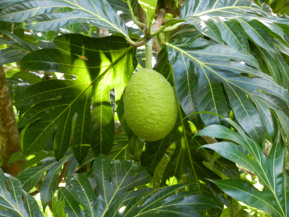Bread fruit