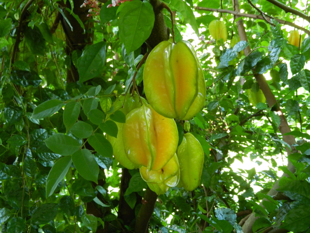 Sternfrucht