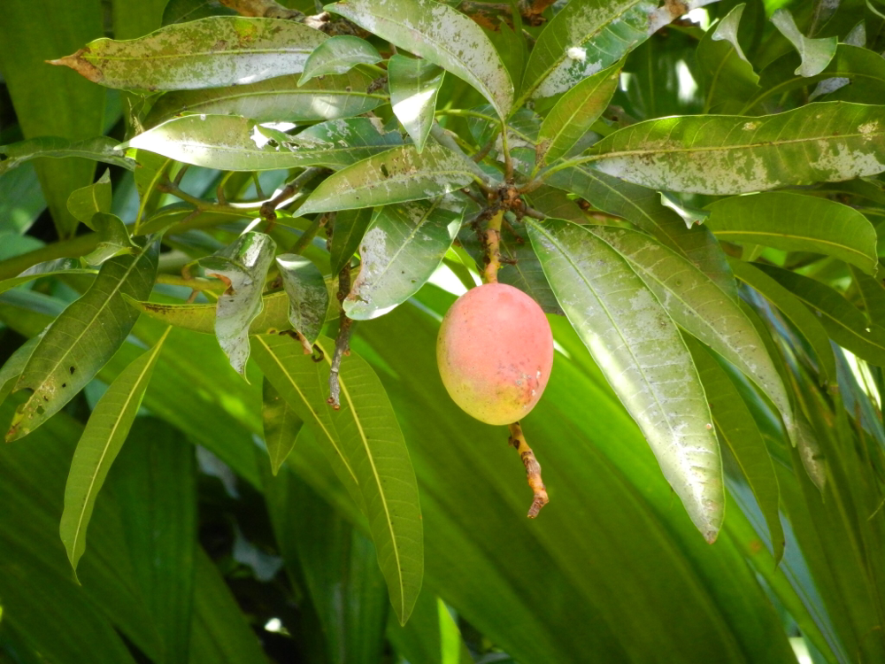 Mango