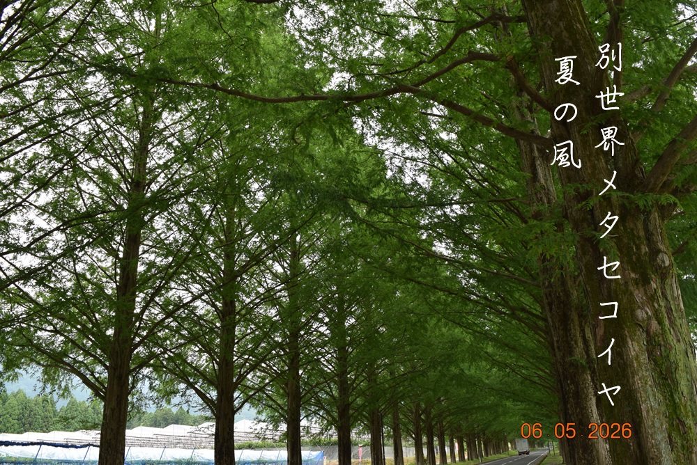 自然は新緑から深緑へ　川村純三様