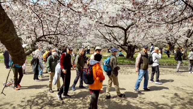 京都府立植物園・宝ヶ池　お花見散策
