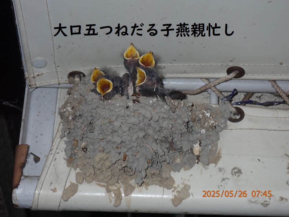 初夏に入り、風物詩 　   川村純三様