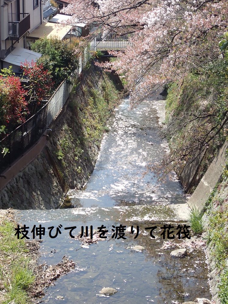 種々の花が咲き乱れています　川村純三様