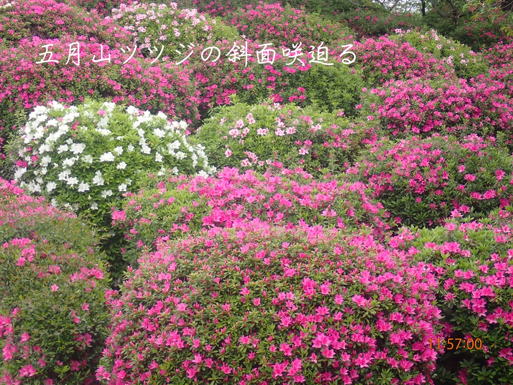 四月五月の街風景　川村純三様
