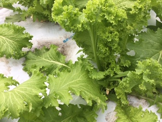 マスタードグリーン オーガニックファーム 蓼科ポニーハウス