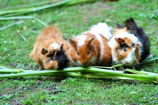 die Meerschweinchen freuen sich über was grünes