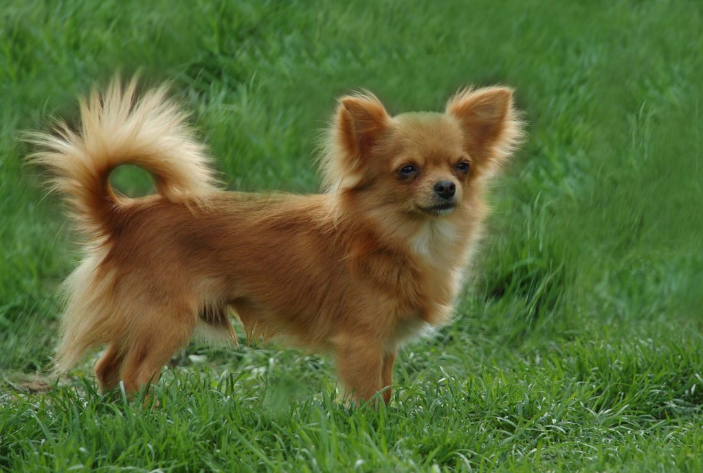 Собака Чихуахуа Длинношерстная Купить