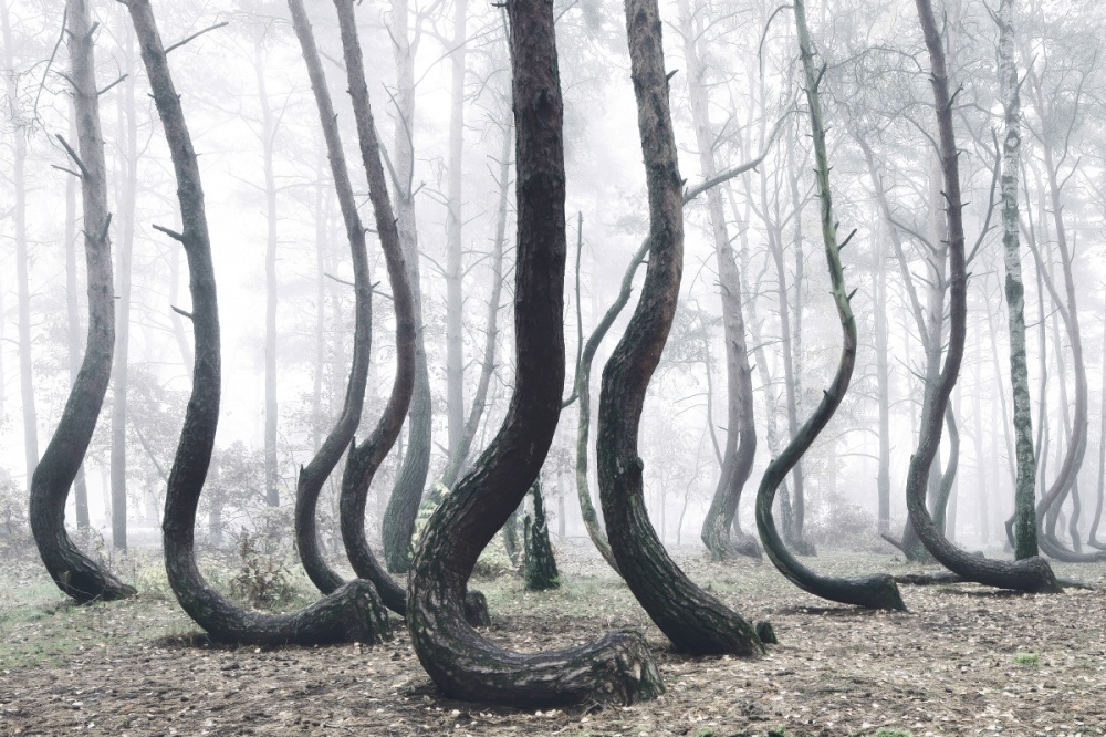 Bosque enganchado