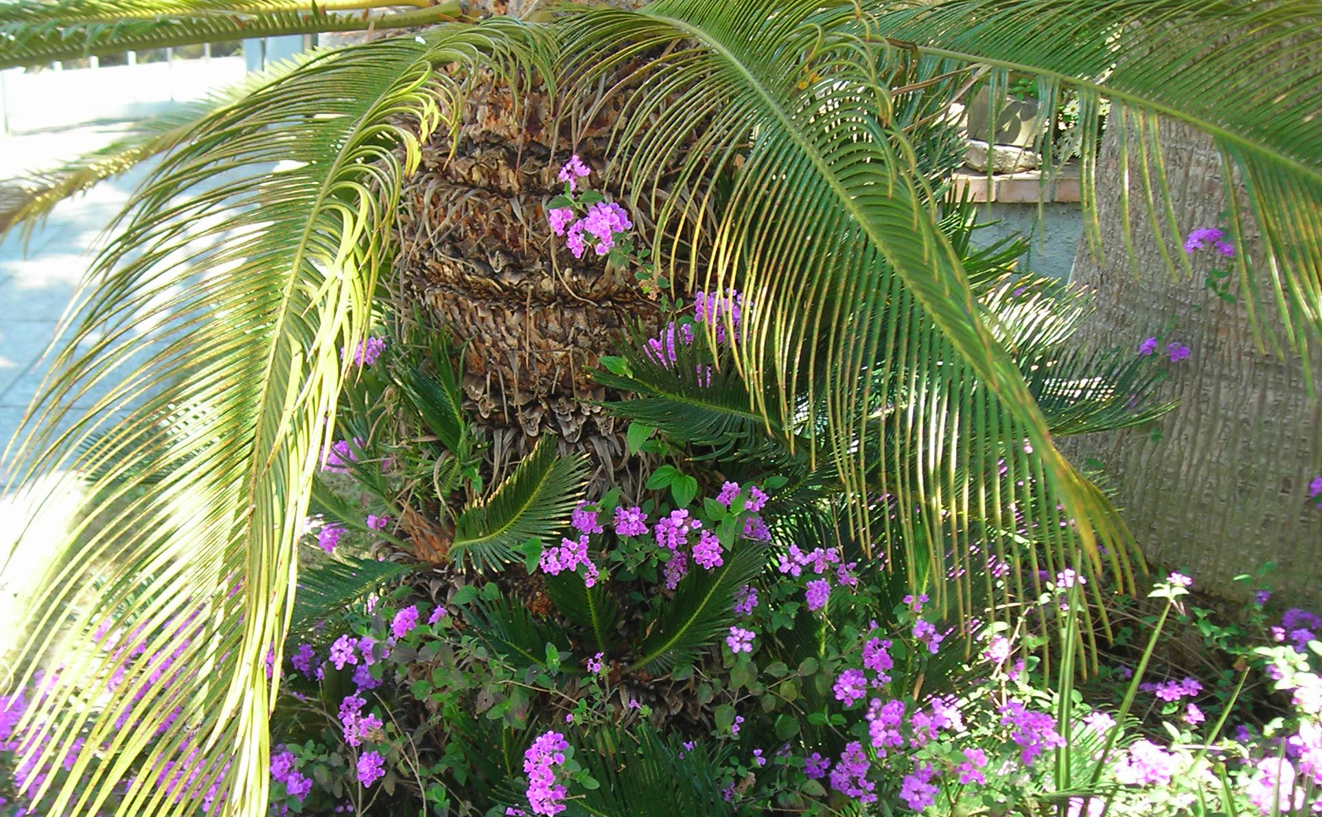 Palme im Garten mit Blume © Ferienwohnung Spilinga | Tropea | Kalabrien - Casa Belle Vacanze