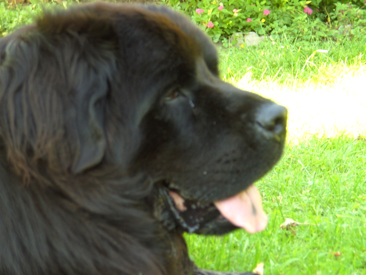 Billig Hunde Cavaliere Vom Martenbach