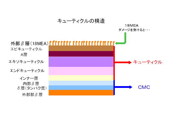 １８MEA