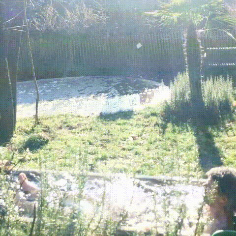 Winterlicher Härtetest im Regenwassertassertrog