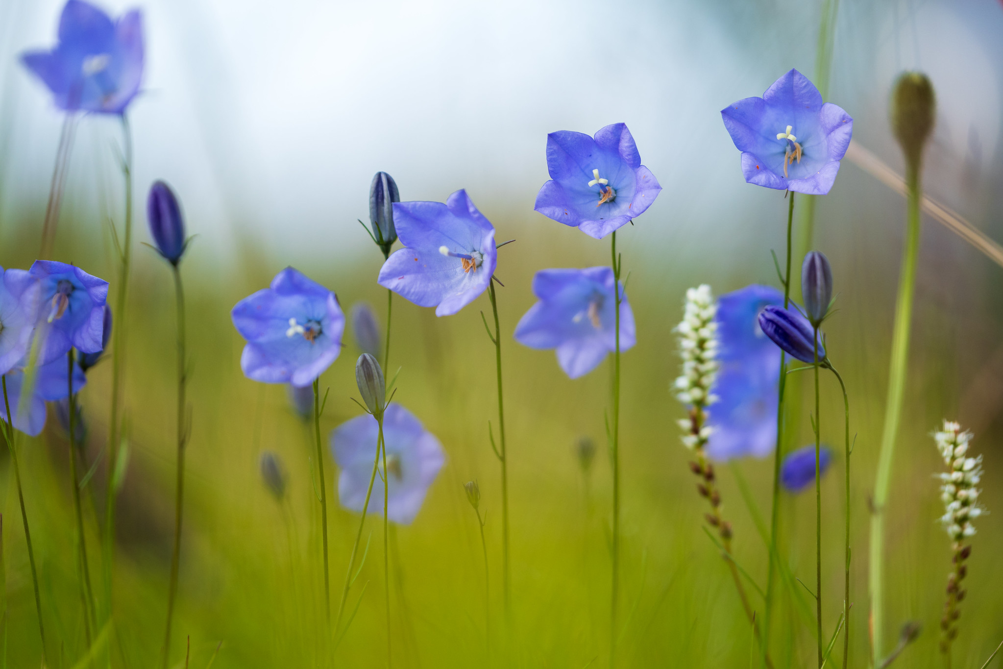 Glockenblumen 