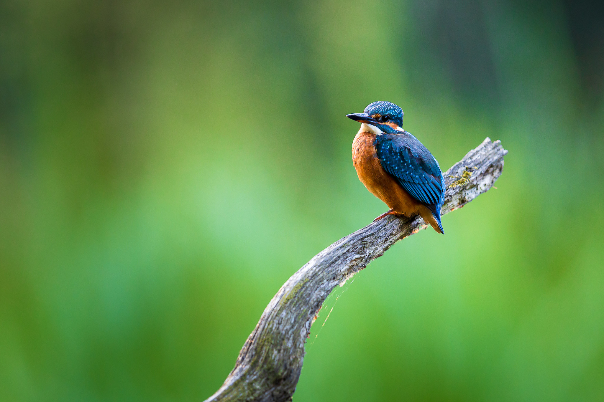 Der Eisvogel guckt immer mal wieder vorbei