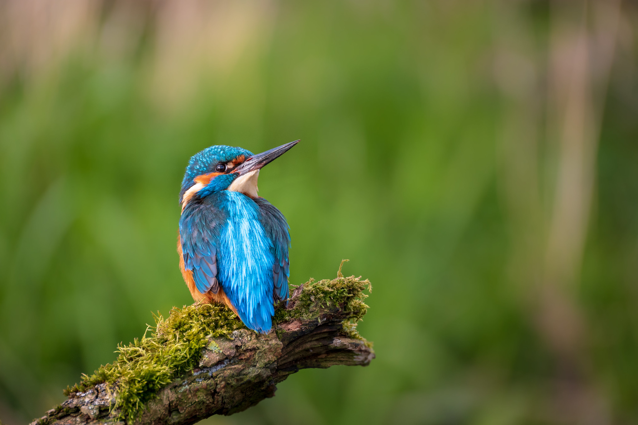 Eisvogel 