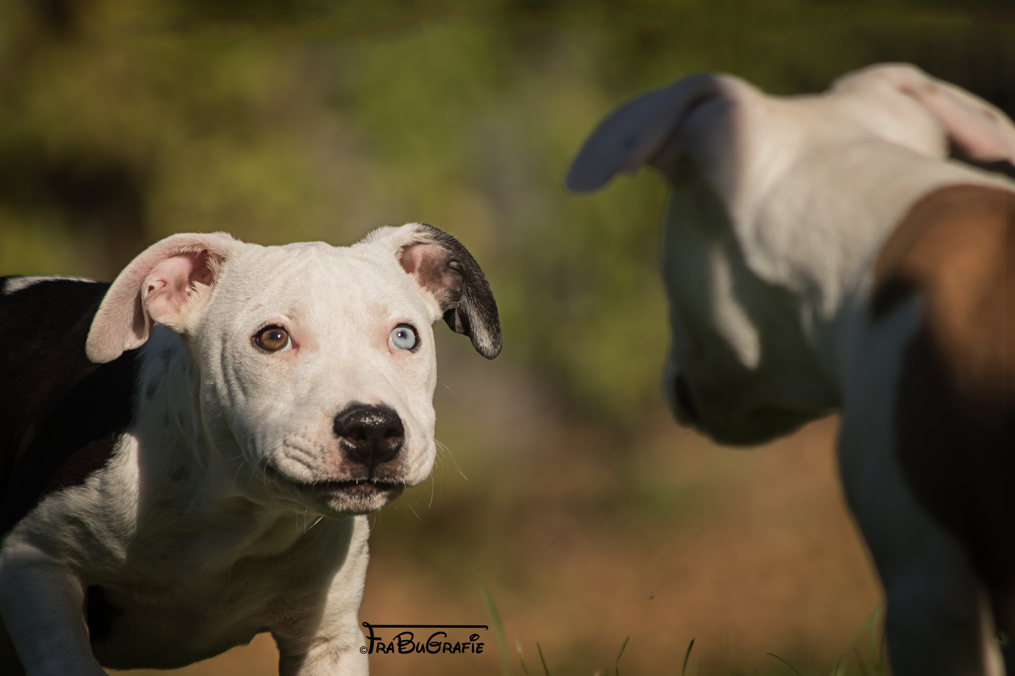 Hunde FraBuGrafie Tierfotografie Freiburg