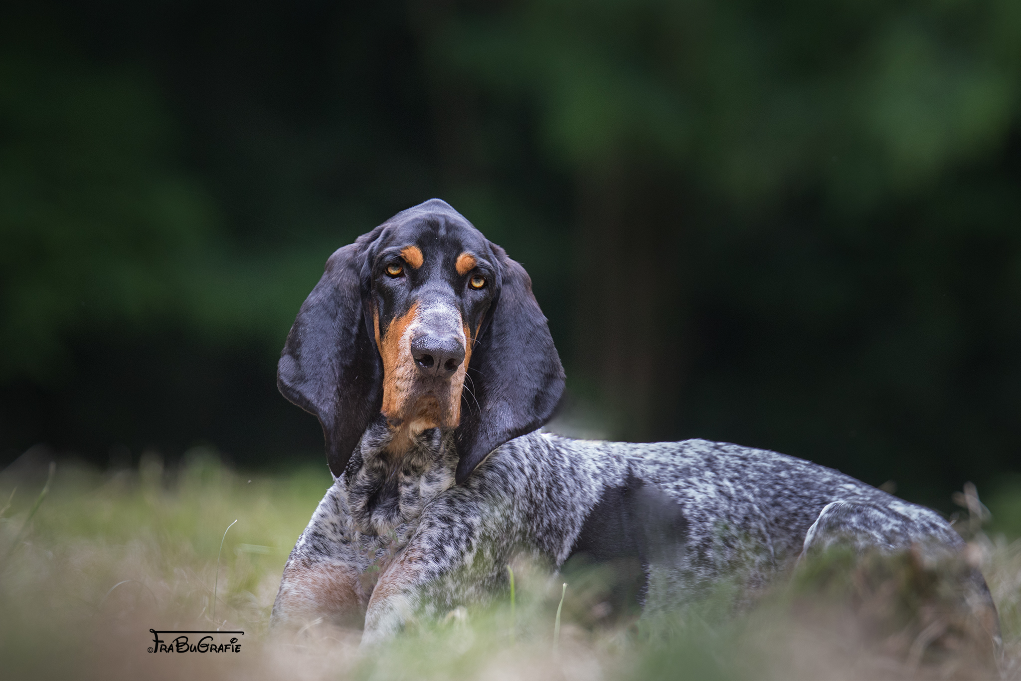 Hunde FraBuGrafie Tierfotografie Freiburg