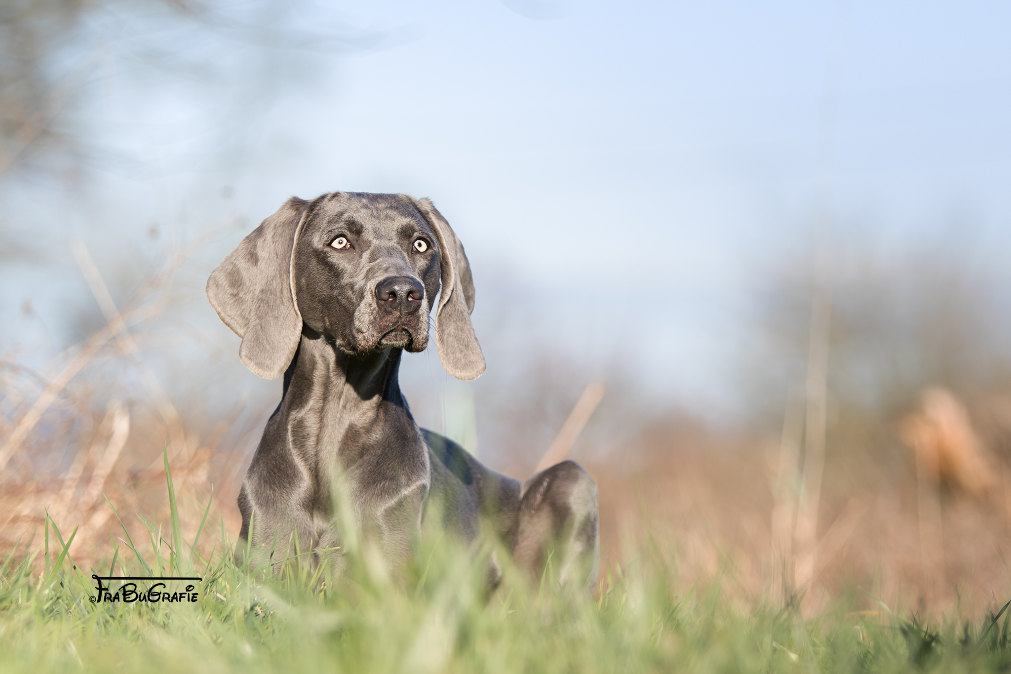 Hunde FraBuGrafie Tierfotografie Freiburg